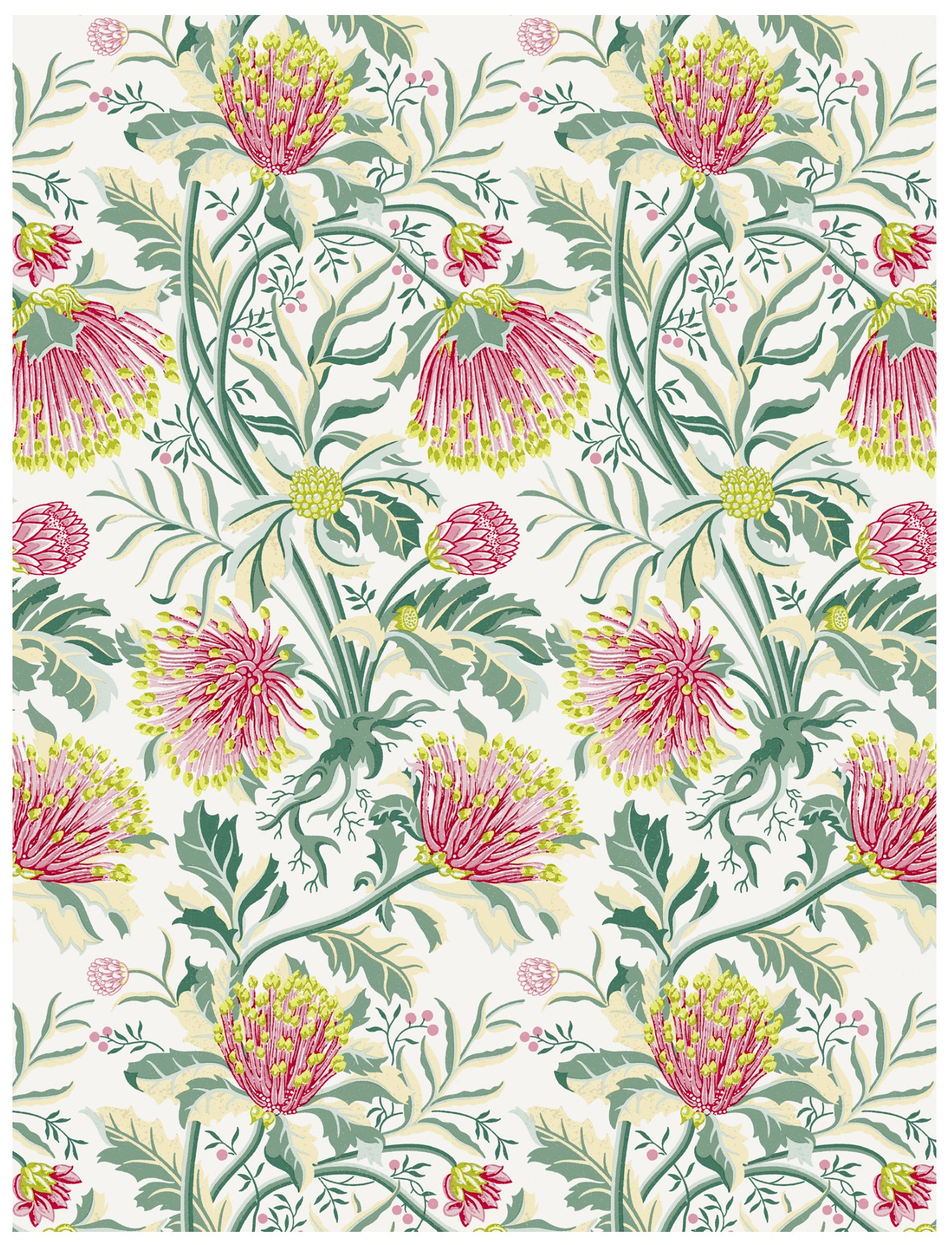 Matchstick Banksia Pink Wallpaper